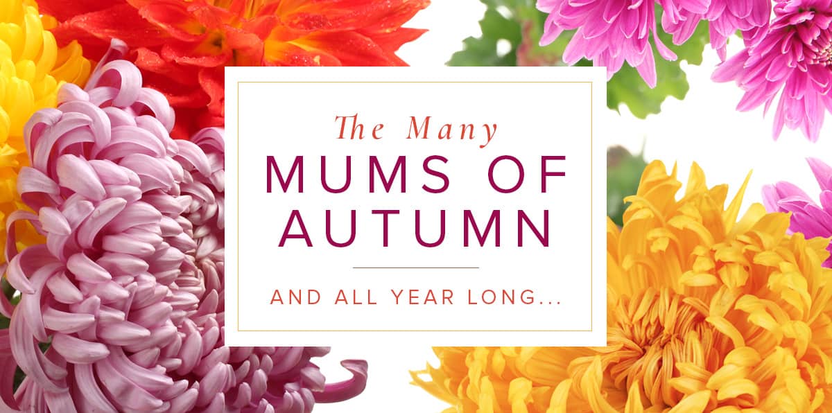 You Need Fall Mums In Your Home and Garden Peoples Flowers