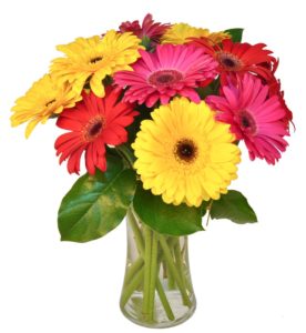 colorful large daisies in vase
