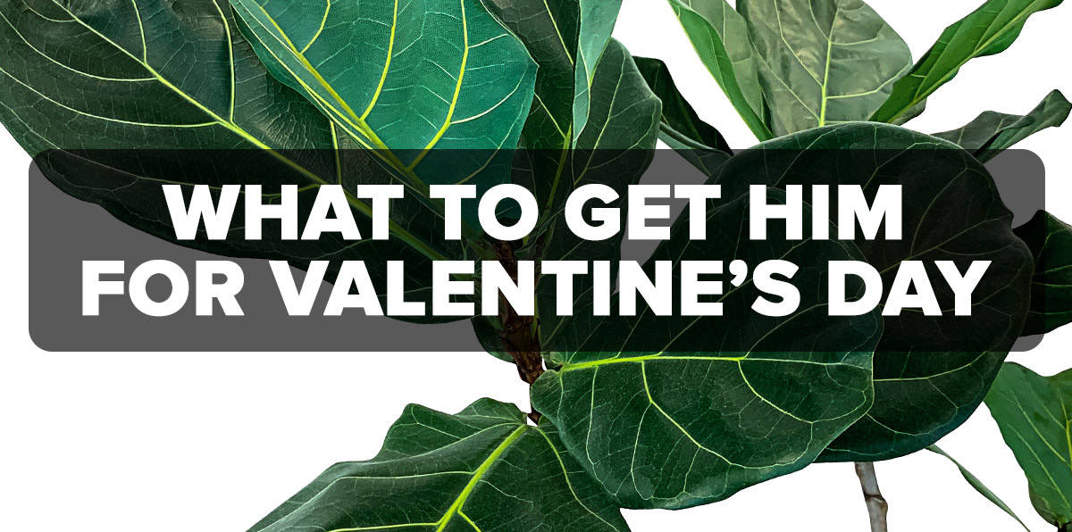 Find Out Why Flowers Are the Best Valentine's Gift for Him Peoples