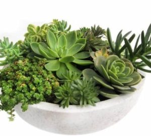 ntroducing the ever so popular Succulent Garden. Super easy care and long lasting. Perfect for a kitchen, bathroom, patio or office. We offer same-day Succulent delivery to Albuquerque, NM, surrounding areas or nationwide.