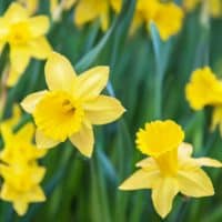 yellow Daffodils
