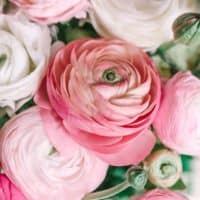 pink and white Ranunculus
