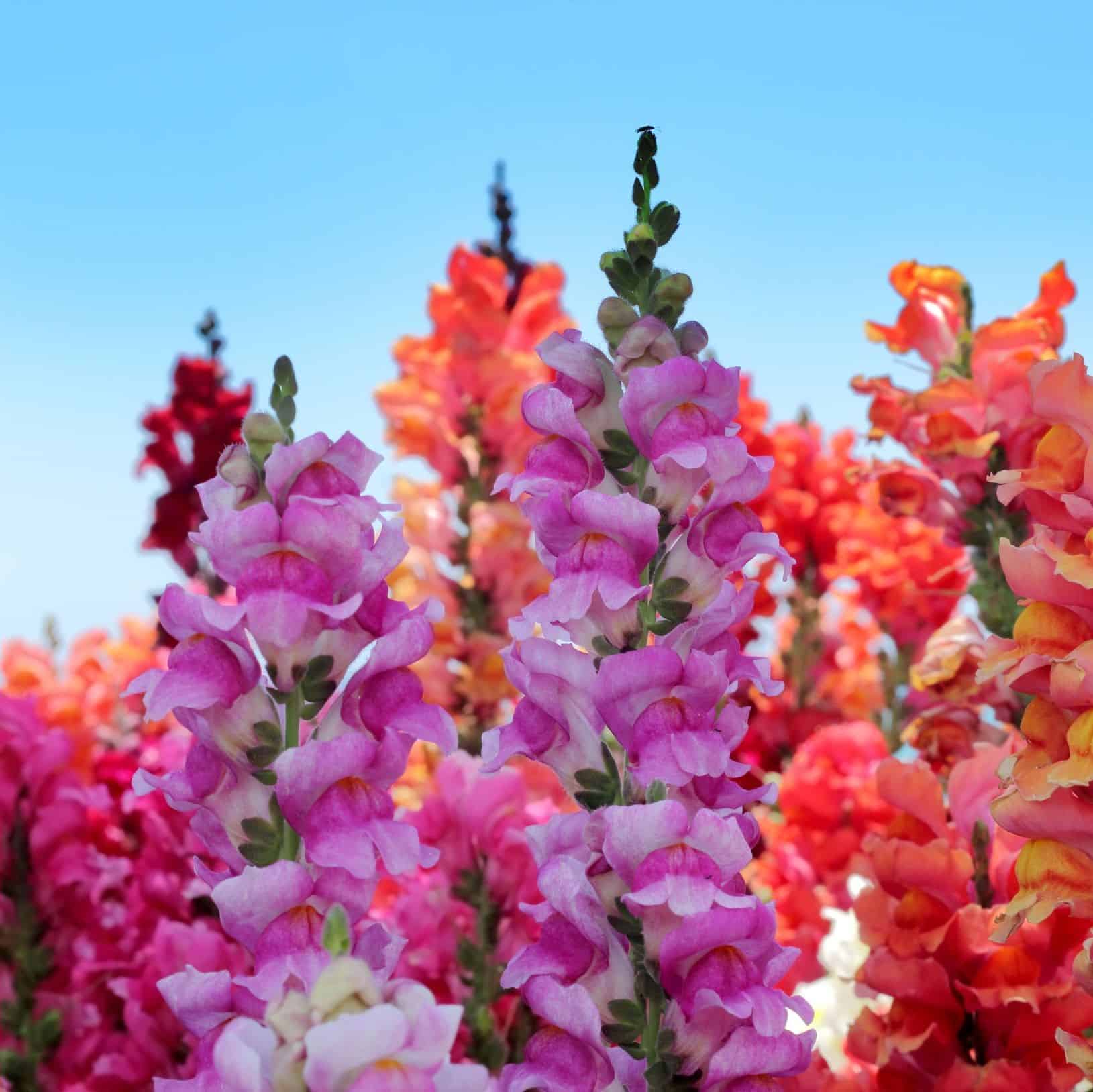 The Perfectly Pretty Pastel Flowers of Spring Peoples Flowers