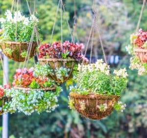 Hanging Baskets Are Making a Comeback - Peoples Flowers